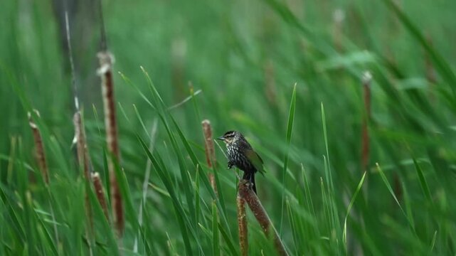 Slow-motion close-up of a female red-winged blackbird perched on a cattail amid swaying marsh vegetation.