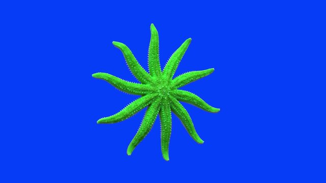3D animation of a bright green multi-armed starfish (sun star), isolated on a chroma key blue screen background for marine life compositing, educational videos, and visual effects.