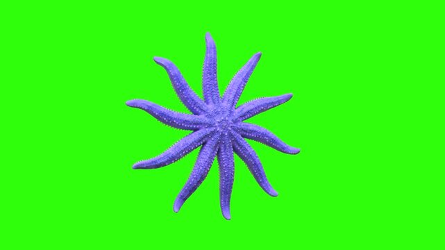 Vibrant purple multi-armed sea star or sun starfish isolated on a solid green screen chroma key background. Great for underwater scene compositing, marine biology presentations, aquatic nature overlay