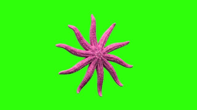 A detailed 3D model of a multi-armed pink sunflower starfish marine echinoderm, isolated on a chroma key green screen background. Perfect for ocean life documentaries, marine biology overlays, underwa