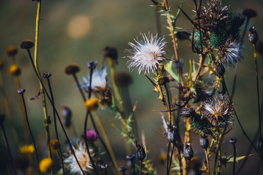 Withered flowers encountered in the countryside