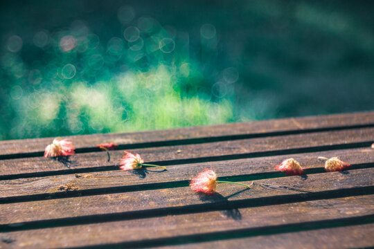 Albizia flowers on the wooden garden table