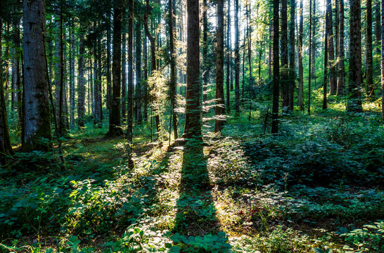 Trees in the Jura massif forest near Pontarlier - France