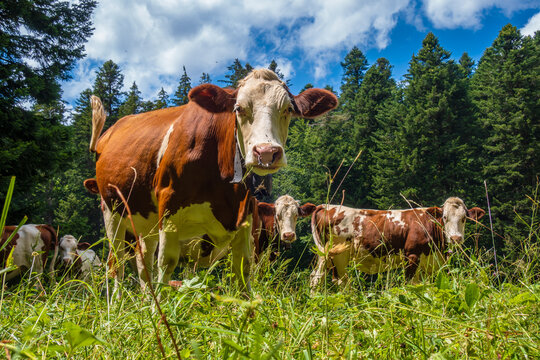 Montb&eacute;liarde cows grazing in the Jura Mountains - France