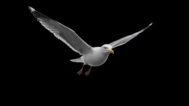 A detailed 3D model of a white seagull gliding with spread wings, isolated on a solid black background. Ideal for coastal wildlife visualizers, nautical animations, nature documentaries, and high-cont