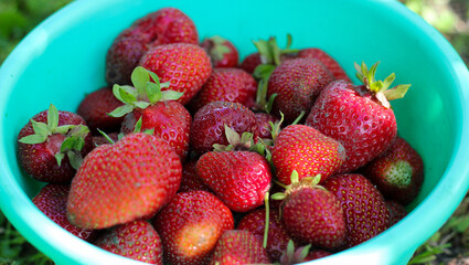 Bunch of red ripe strawberries. Freshly harvested strawberries gathered in a turquoise bow. Ripe summer berries, homegrown produce, abundant seasonal harvest from the garden. © dlinnaya