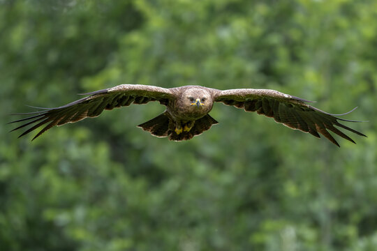 Lesser Spotted Eagle flying directly toward camera with wings spread
