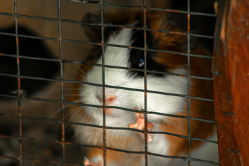Fototapeta premium Guinea pig cage portrait. Small pet behind wire grid. Animal welfare social concept. Cavy paws touching mesh. Domestic rodent captivity scene. Captive creature looking out. Tri color furry rodent
