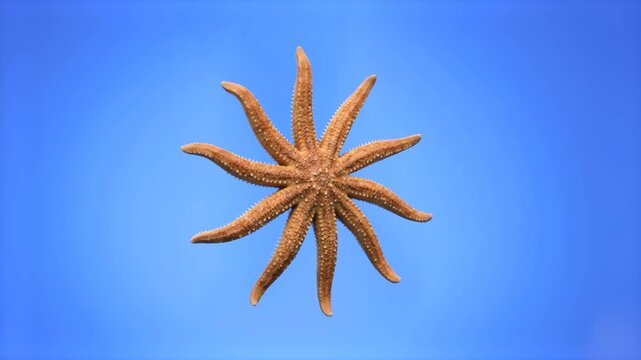 Detailed top-view 3D render of a brown multi-armed sea star or sun starfish, isolated against a bright blue background. Perfect for marine life documentaries, underwater scene compositing, aquatic nat