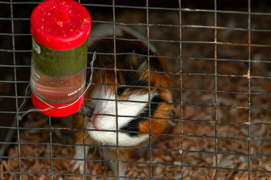 Guinea pig behind wire. Small cavy cage portrait. Animal rights social banner. Tiny paws gripping grid. Domestic rodent captivity problem. Captive mammal looking out. Tri color pet isolation. Metal