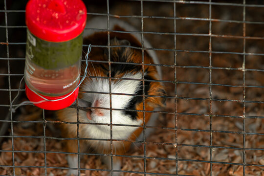 Guinea pig behind wire. Small cavy cage portrait. Animal rights social banner. Tiny paws gripping grid. Domestic rodent captivity problem. Captive mammal looking out. Tri color pet isolation. Metal