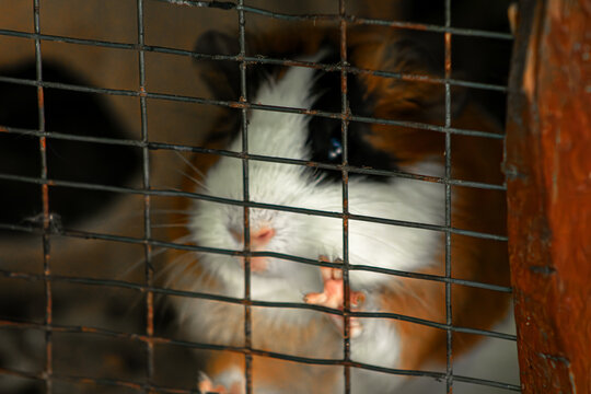 Guinea pig cage portrait. Small pet behind wire grid. Animal welfare social concept. Cavy paws touching mesh. Domestic rodent captivity scene. Captive creature looking out. Tri color furry rodent