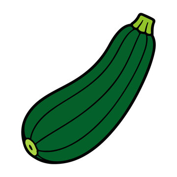 Zucchini vector illustration