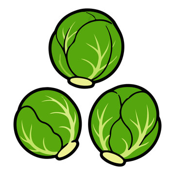 Brussels sprouts vector illustration