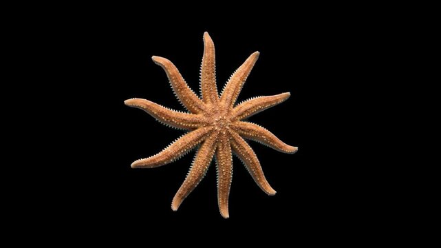 Detailed multi-armed sea star or sun starfish with extended rays isolated against a deep black background. Great for marine biology projects, ocean exploration documentaries, underwater nature videos,