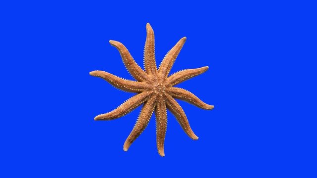 A 3D animated multi-armed starfish (sun star / sea star) moving smoothly in side profile view, isolated on a solid chroma key blue screen background. Great for oceanography videos, marine biology less
