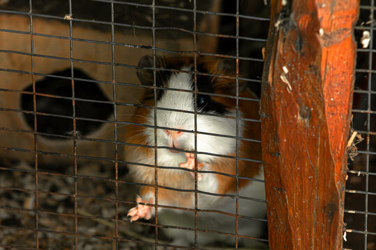 Guinea pig cage portrait. Small pet behind wire grid. Animal welfare social concept. Cavy paws touching mesh. Domestic rodent captivity scene. Captive creature looking out. Tri color furry rodent