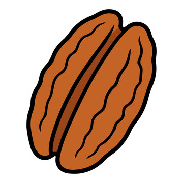 Pecan nut vector illustration