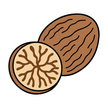 Nutmeg whole and half vector illustration