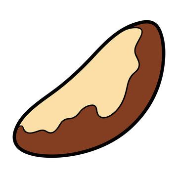 Brazil nut vector illustration