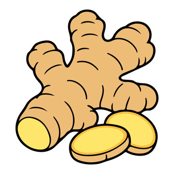 Ginger root and slices vector illustration