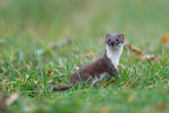 Stoat standing alert in green grass looking at camera