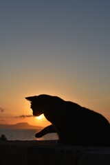 Cat silhouette against sunset sky by the sea © Magdalini