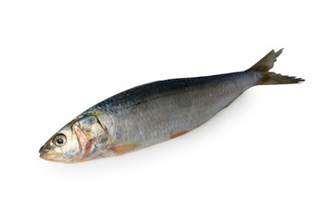 Fototapeta premium Fresh Raw Single Sardine Isolated on White