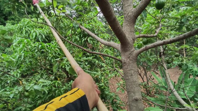 A long pole with a red fruit picker basket is reaching into the high branches of an avocado tree to harvest fresh green fruit