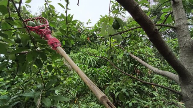 A long pole with a red fruit picker basket is reaching into the high branches of an avocado tree to harvest fresh green fruit