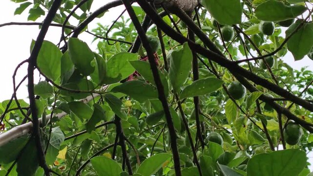 A long pole with a red fruit picker basket is reaching into the high branches of an avocado tree to harvest fresh green fruit