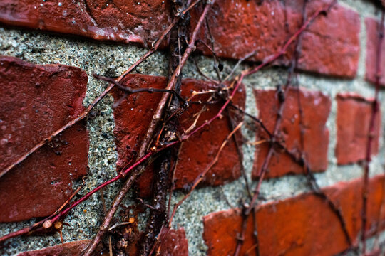Vines on a  brick wall