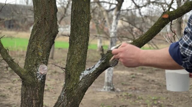Hands are seen pruning a tree in the springtime. The location is an outdoor area with green grass. Branches are cut off to maintain growth