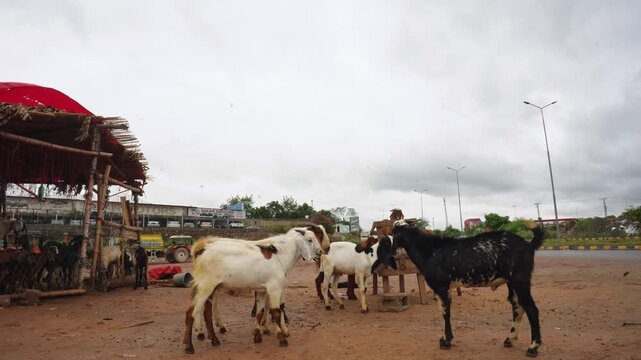 Two Goats Fighting and Playing Headbutting Each Other Farm Animal Action