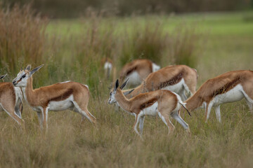 Young springbuck (Antidorcas marsupialis) walking among adult springbuck in the African bush © Tyrone