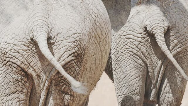 Two elephants interact at a wildlife reserve during a sunny day in Africa