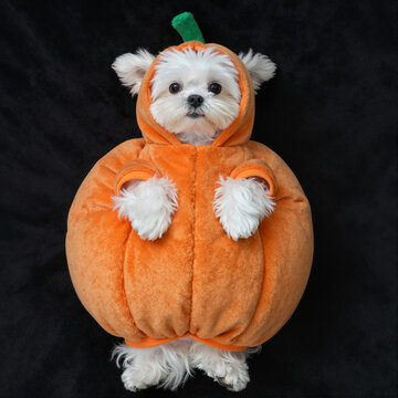 adorable small dog dressed in pumpkin costume on dark background for halloween celebration