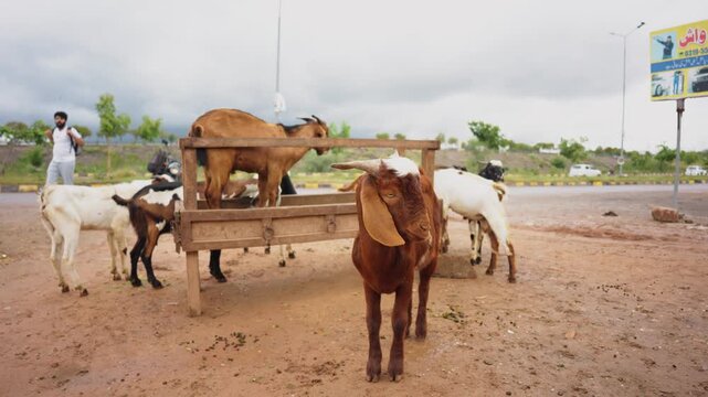 Bakra Staring into Camera Funny Expression Livestock Animal Shot