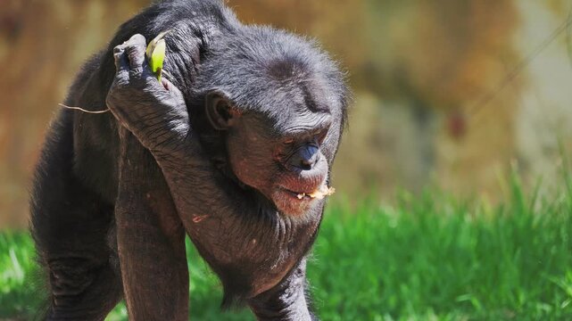 Bonobo interacts with food in its natural habitat at the zoo in broad daylight