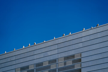 Obraz premium Row of seagulls perched along modern building edge under deep blue sky