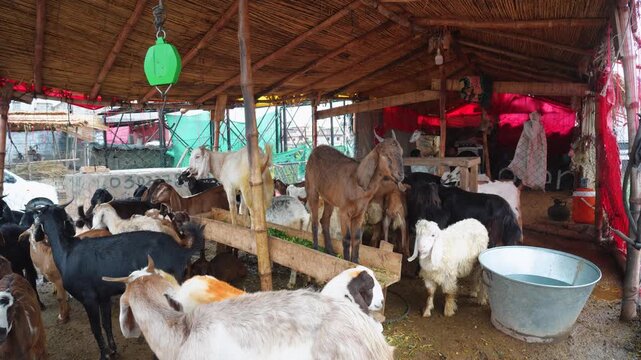Group of Goats in Cage Farm Animal Herd Rural Agriculture View