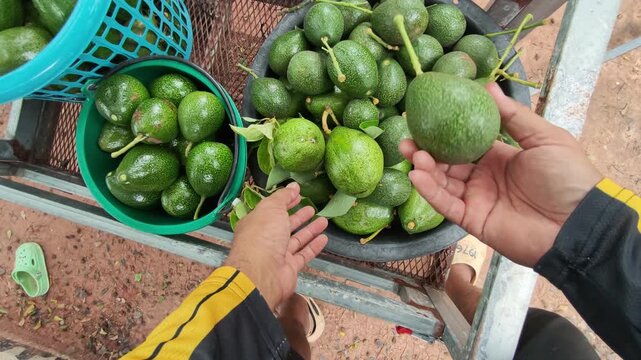 High angle view of a farmer sorting freshly harvested green avocados in plastic baskets