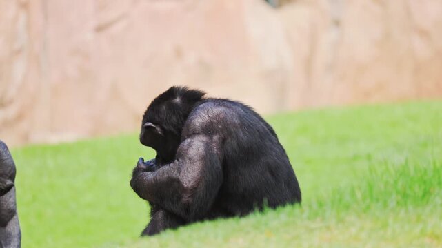 Monkey sits on grass and looks pensive in a zoo during daytime