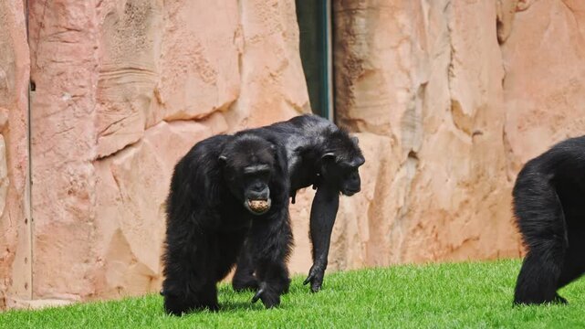 Two chimpanzees interact in a zoo setting during a sunny afternoon