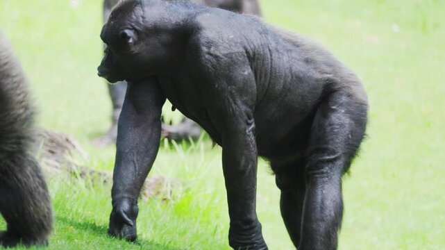 Chimpanzee walking in the grass along with other chimps at the zoo during the day