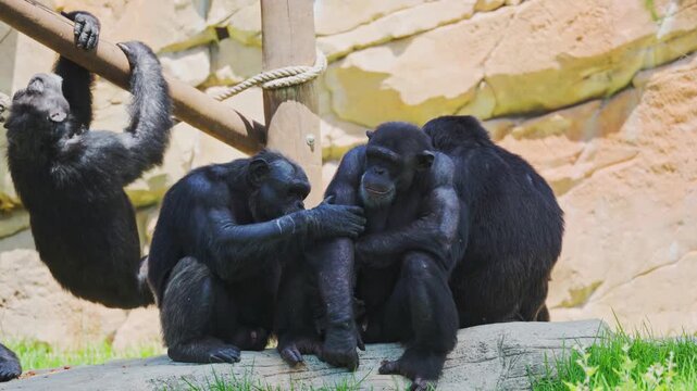 Chimps interact with each other at a zoo on a sunny day