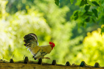 rooster in the farm © Stanislav