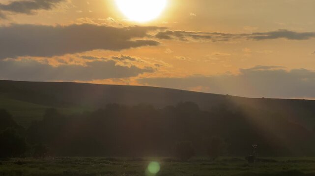 Ostrich walking in savannah grassland at sunset