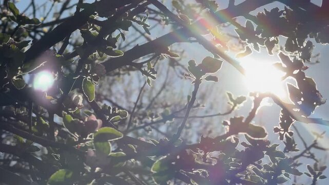 Spring blossoms and leaves silhouetted by bright sun
