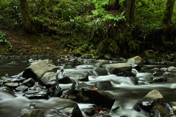 small waterfall in the forest © steve